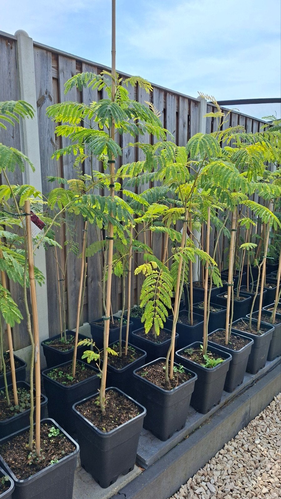 Albizia Julibrissin, Tuin en Terras, Ophalen, Volle zon, Overige soorten