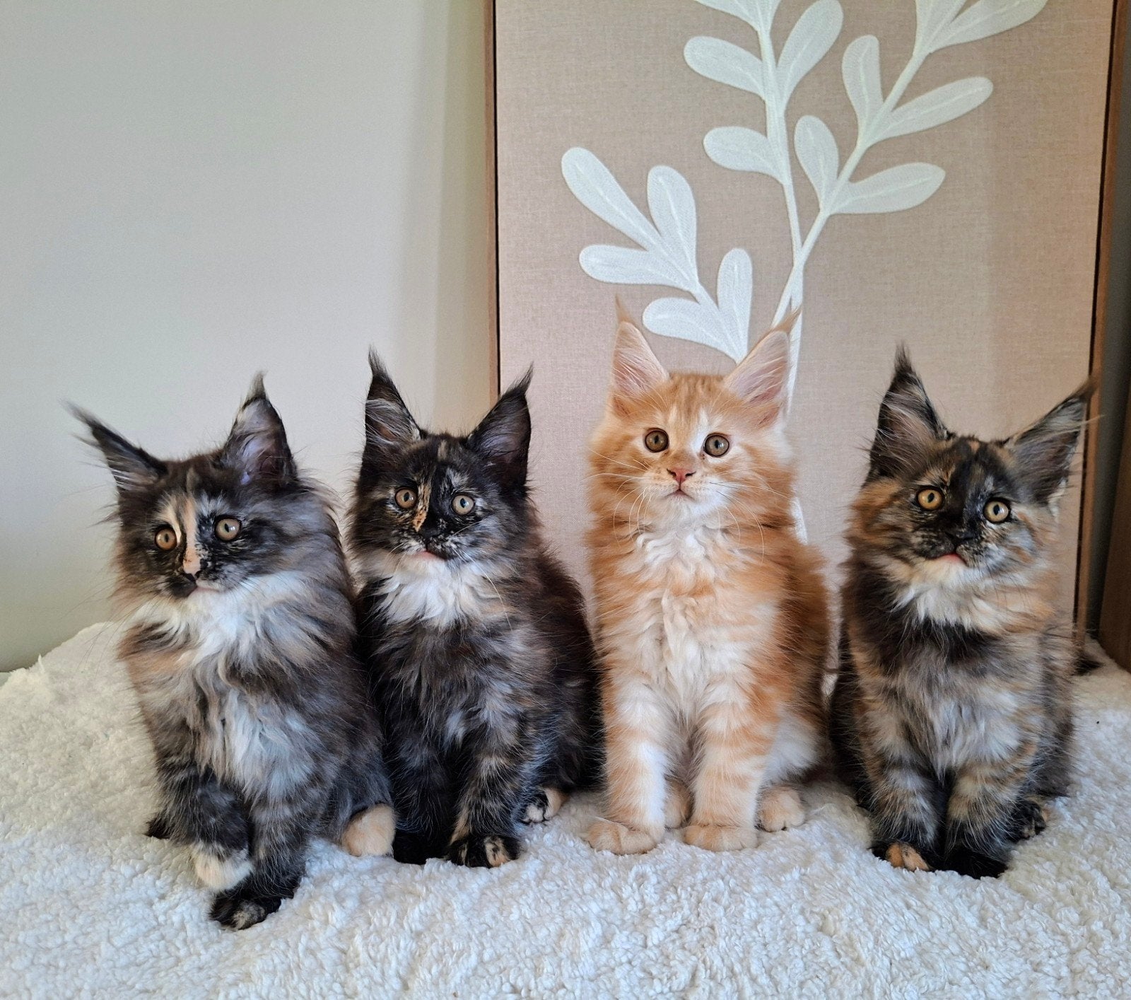 Lieve schattige Maine Coon kittens, Meerdere dieren, Ontwormd, 0 tot 2 jaar