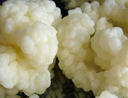 actieve melkkefir korrels, Diversen, Levensmiddelen, Ophalen