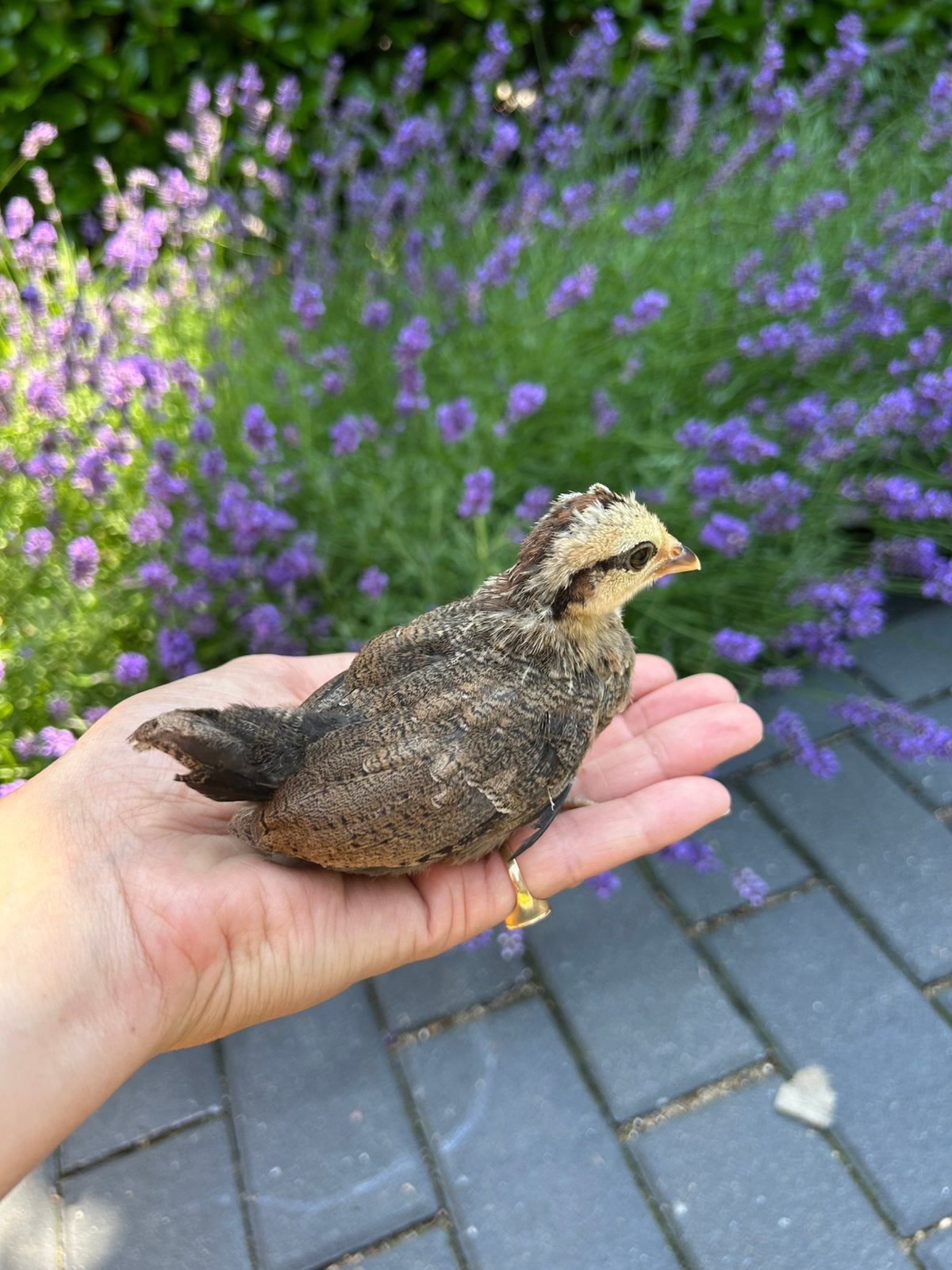5 raszuivere Hollandse kriel kuikens, Meerdere dieren, Kip