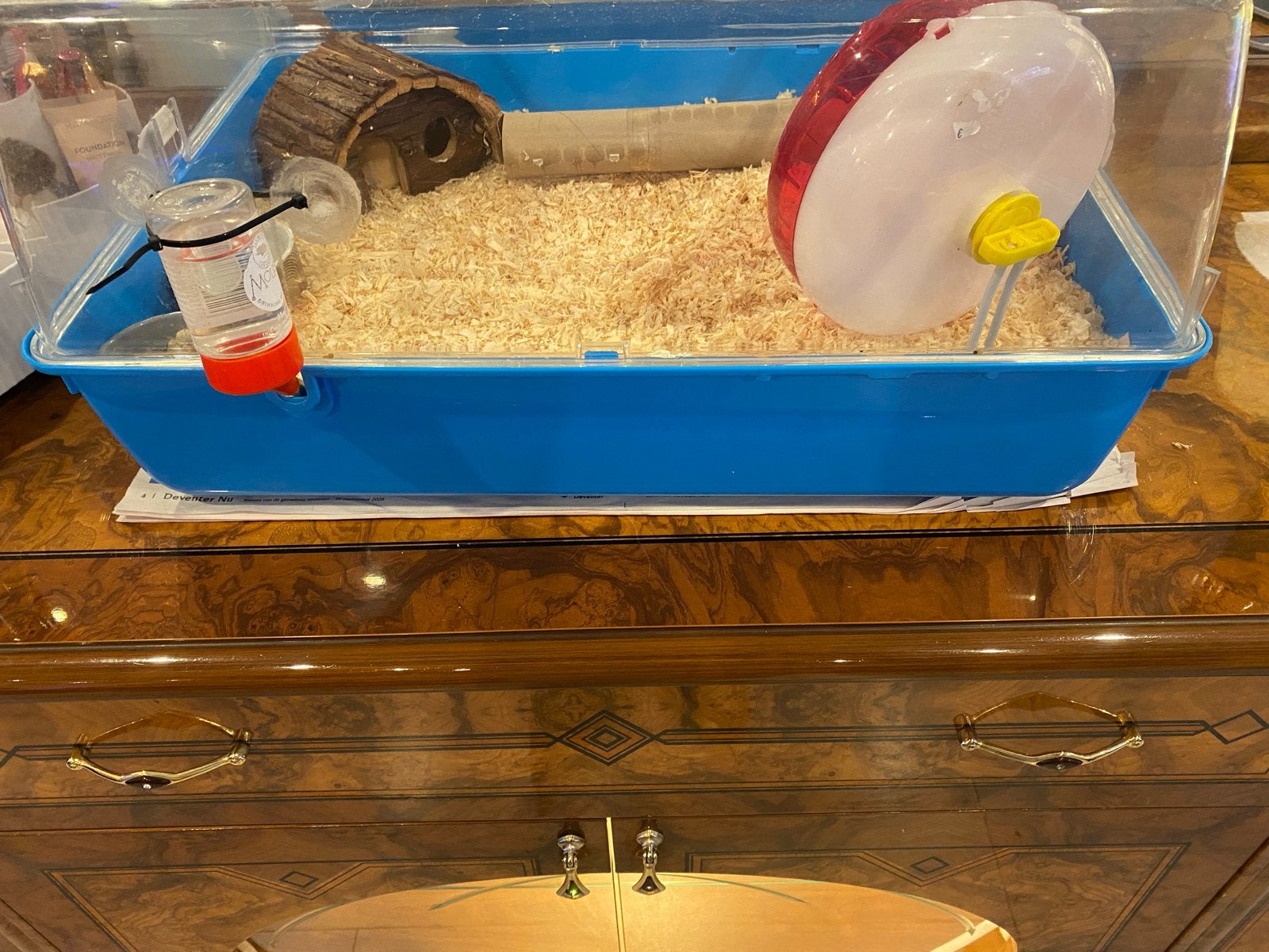 Lieve tamme hamster van 2 maand oud, Dieren en Toebehoren, Hamster, Vrouwelijk, Tam, September