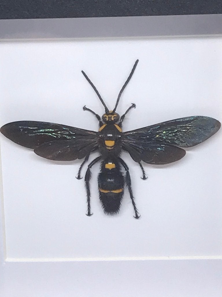 insekt  Megacolia Procer (wesp), Verzamelen, Ophalen of Verzenden, Nieuw, Insect, Opgezet dier