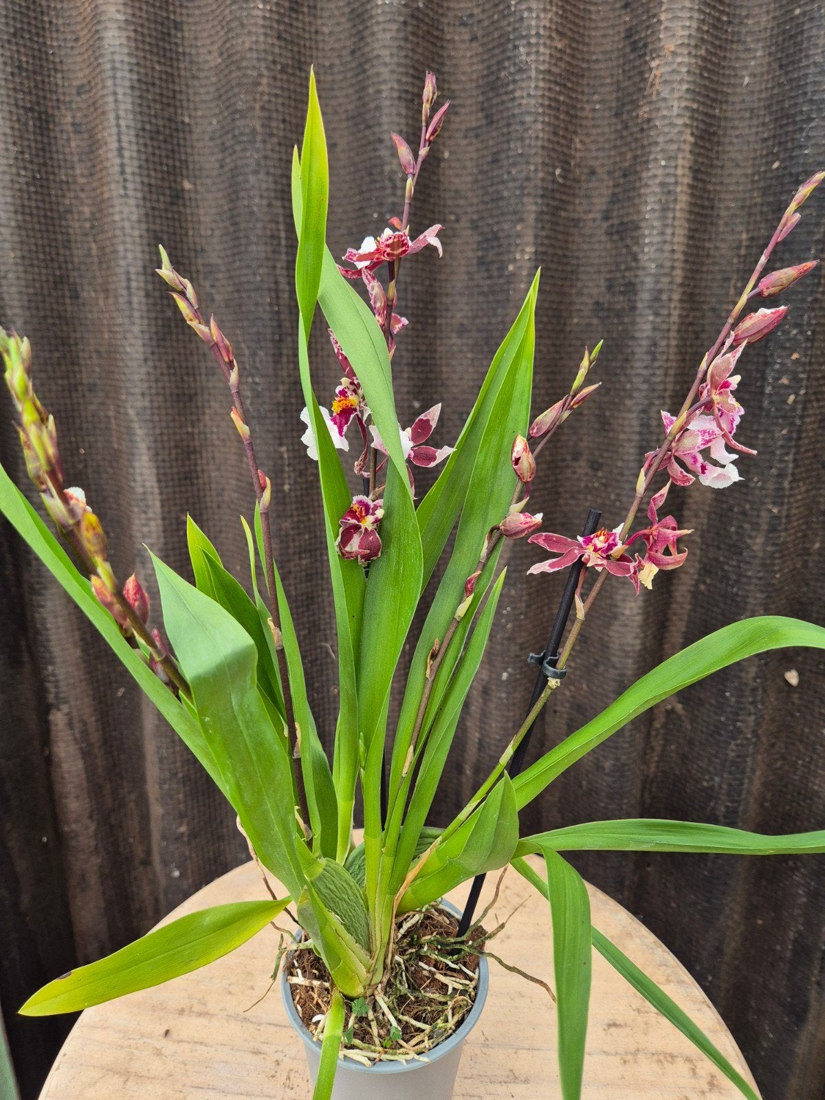 Orchidee p9 (7), Ophalen of Verzenden, Halfschaduw, Minder dan 100 cm