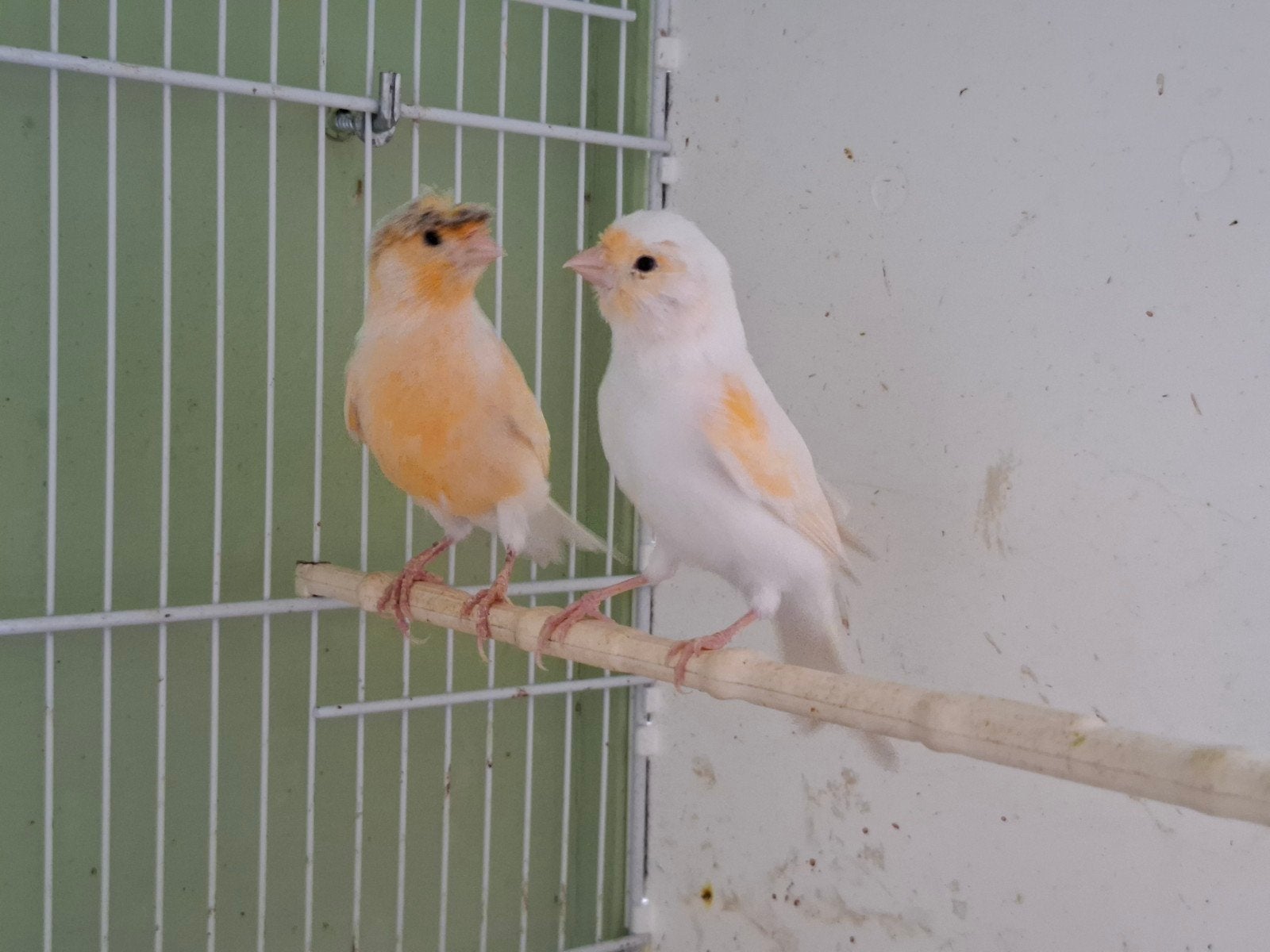 Koppel kuifkanaries, Meerdere dieren, Kleurkanarie