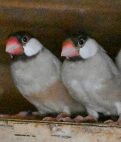 Rijstvogels, Dieren en Toebehoren, Meerdere dieren, Tropenvogel, Geringd