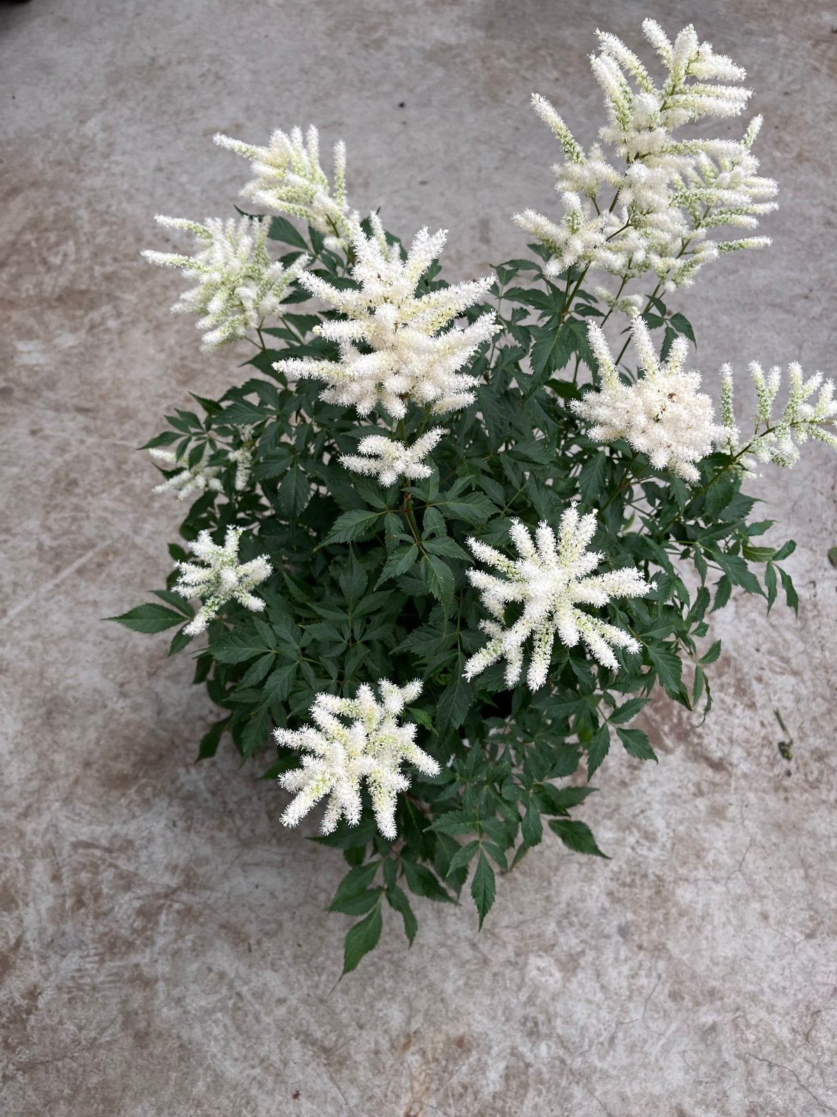 Astilbe 'Washington' - Elegante witte pluimen voor schaduwtu, Vaste plant, Volledige schaduw, Zomer, Ophalen