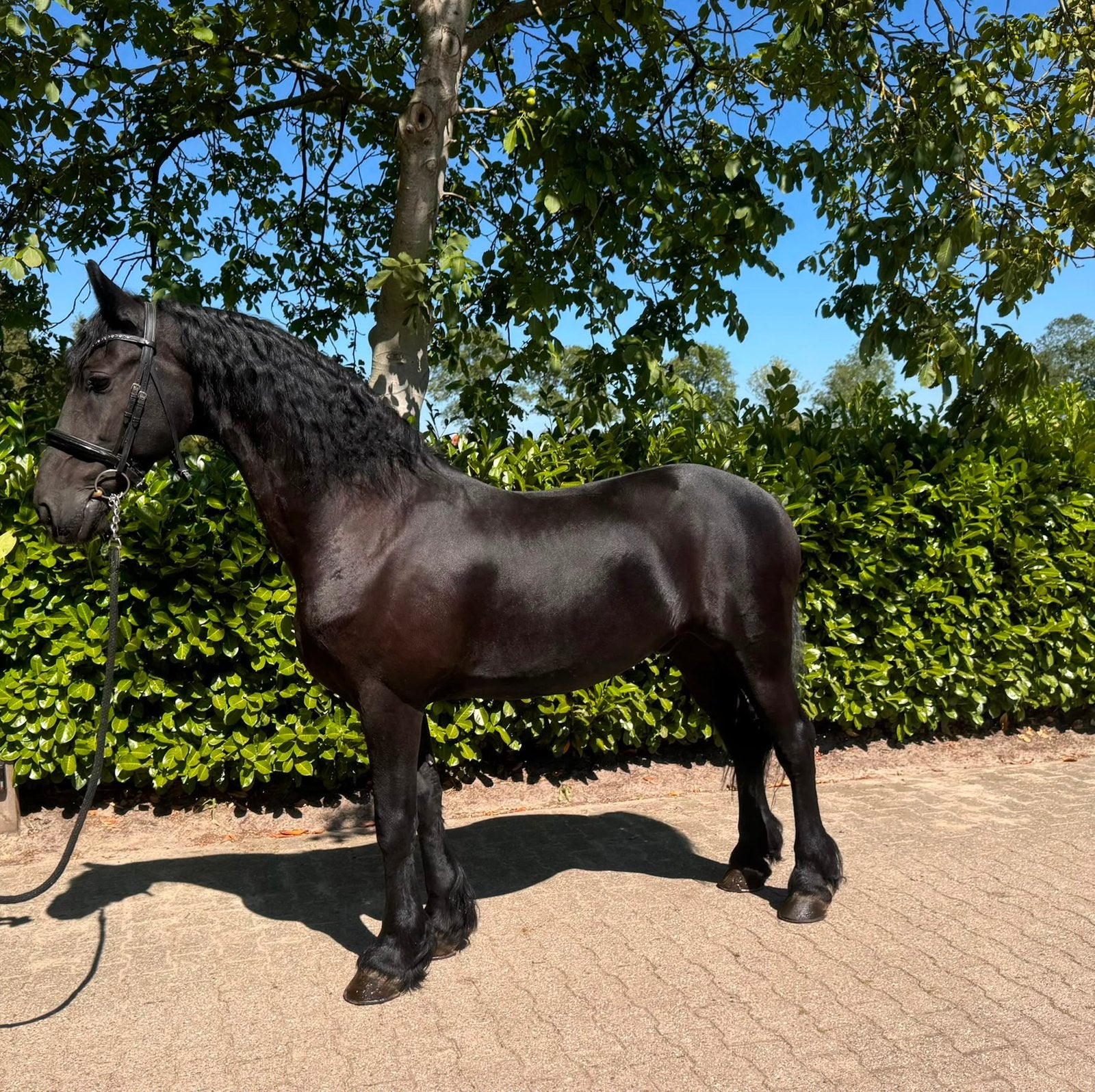 Zeer werkwillige 13 jarige ruin te koop!, Ruin, Dressuurpaard, L, 160 tot 165 cm