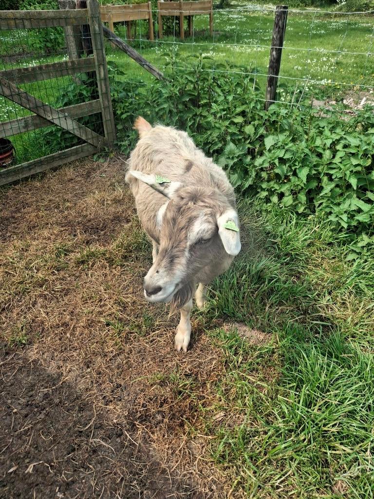 3 jarige Toggenburger geit, Vrouwelijk, Geit