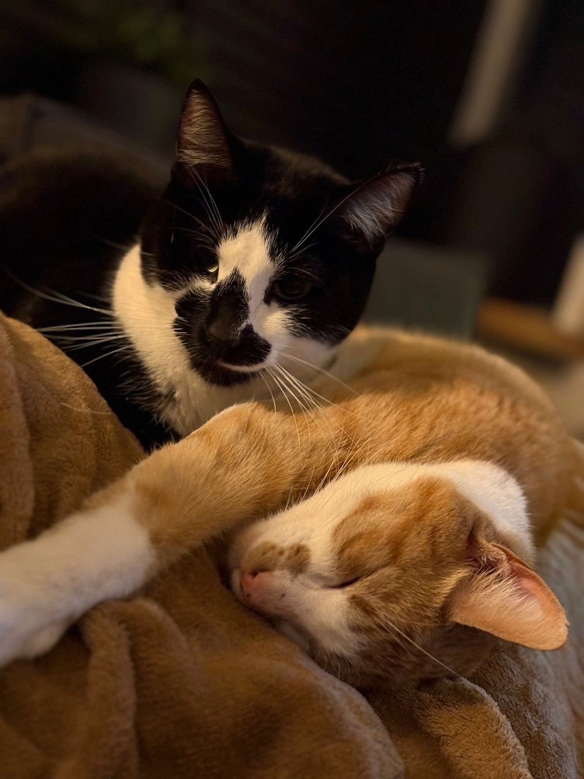 2 katten te koop, Dieren en Toebehoren, Katten en Kittens | Overige Katten, Kater