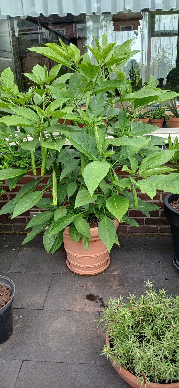 Brugmansia wit - Engelentrompet, Overige soorten, Volle zon, Vaste plant, Ophalen of Verzenden