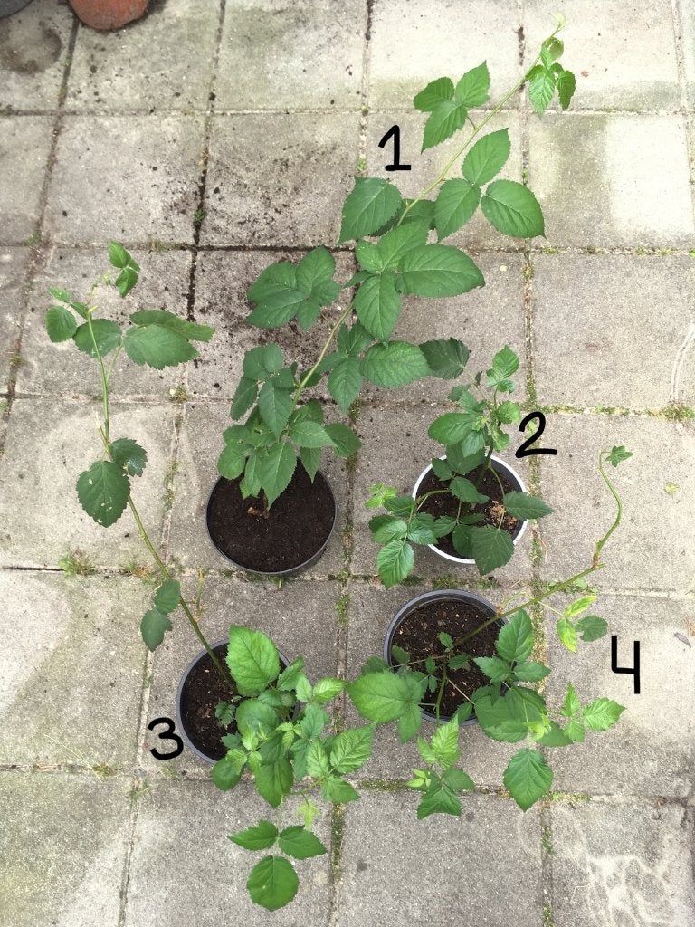 Doornloze braamstruikjes, biologisch, Ophalen, Vaste plant, Halfschaduw, Fruitplanten