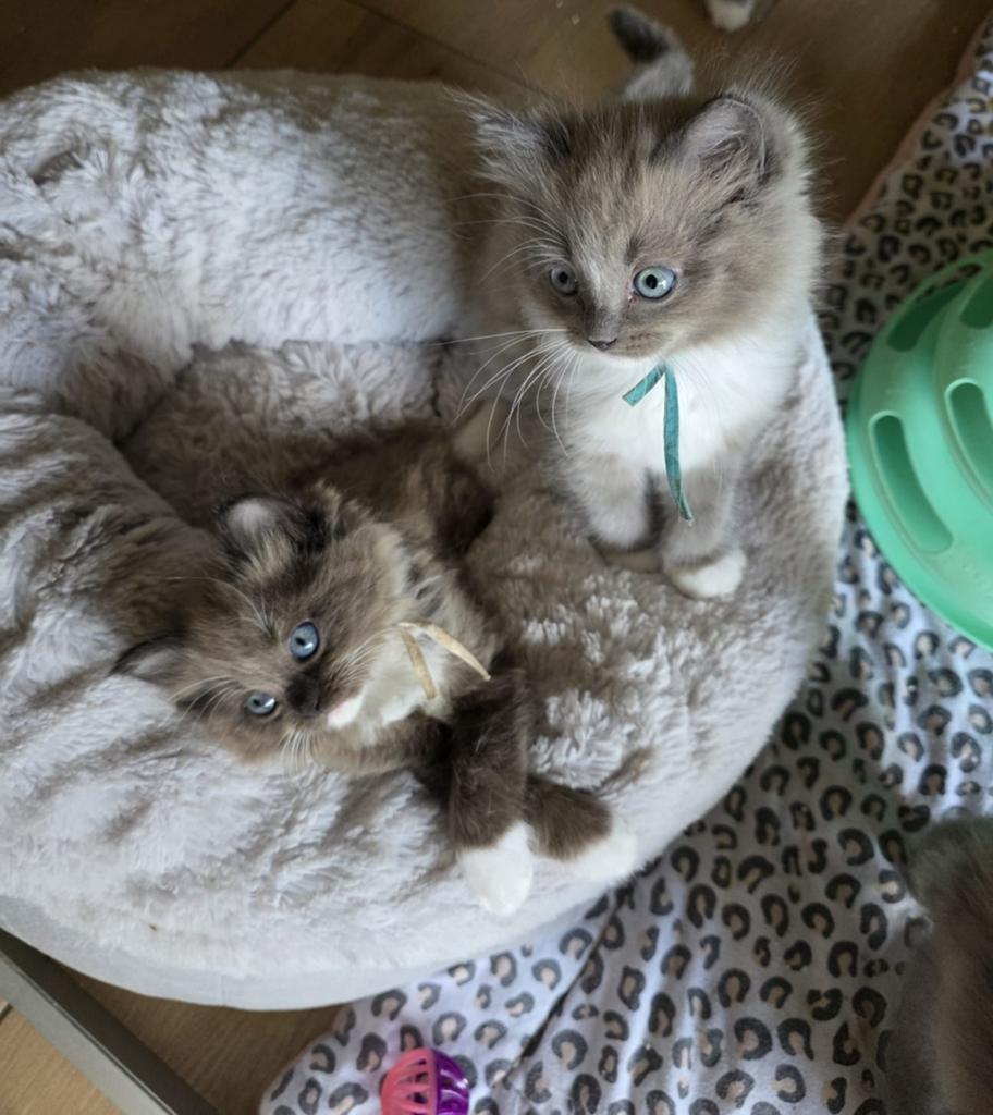 Prachtige ragdoll kittens zoeken een gouden mandje, Meerdere dieren, Ontwormd
