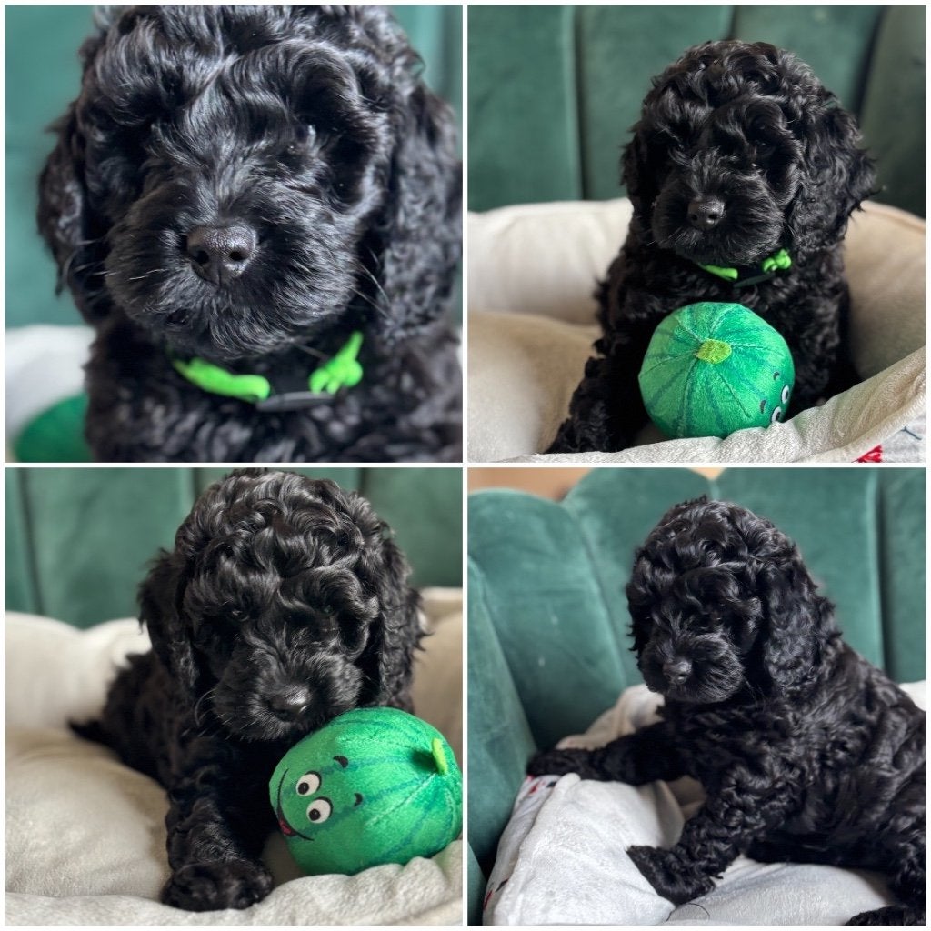 Cockapoo puppies, Dieren en Toebehoren, Overige rassen, 8 tot 15 weken, Meerdere dieren, Eén hond