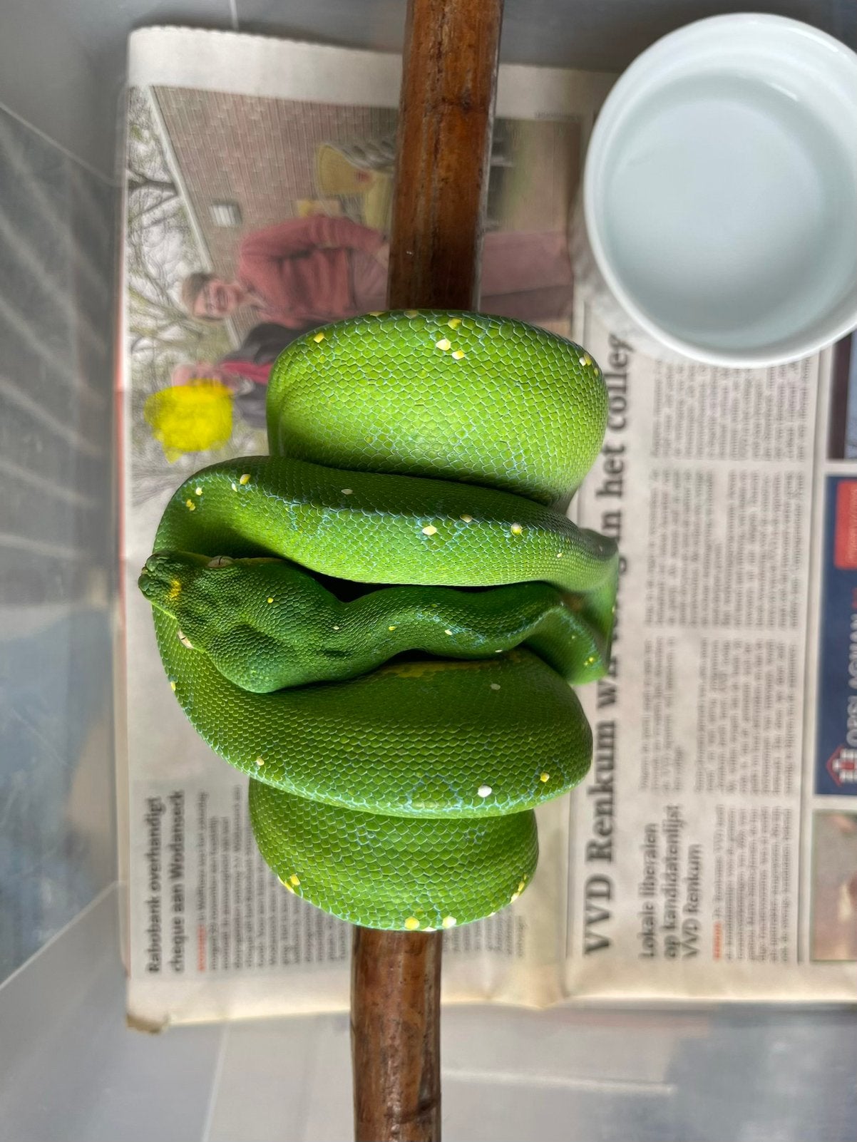 Morelia viridis Jayapura Green Tree Python photo 3