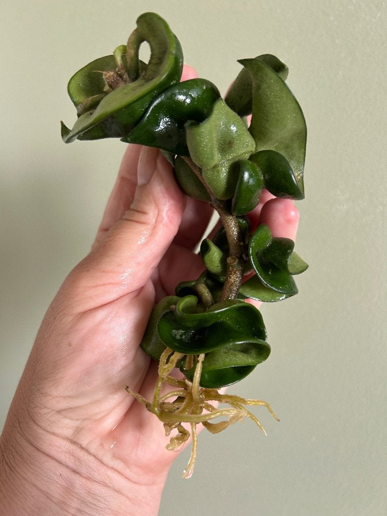 Hoya Compacta 🌿, Huis en Inrichting, Bloeiende kamerplant, Ophalen of Verzenden, Halfschaduw, Minder dan 100 cm