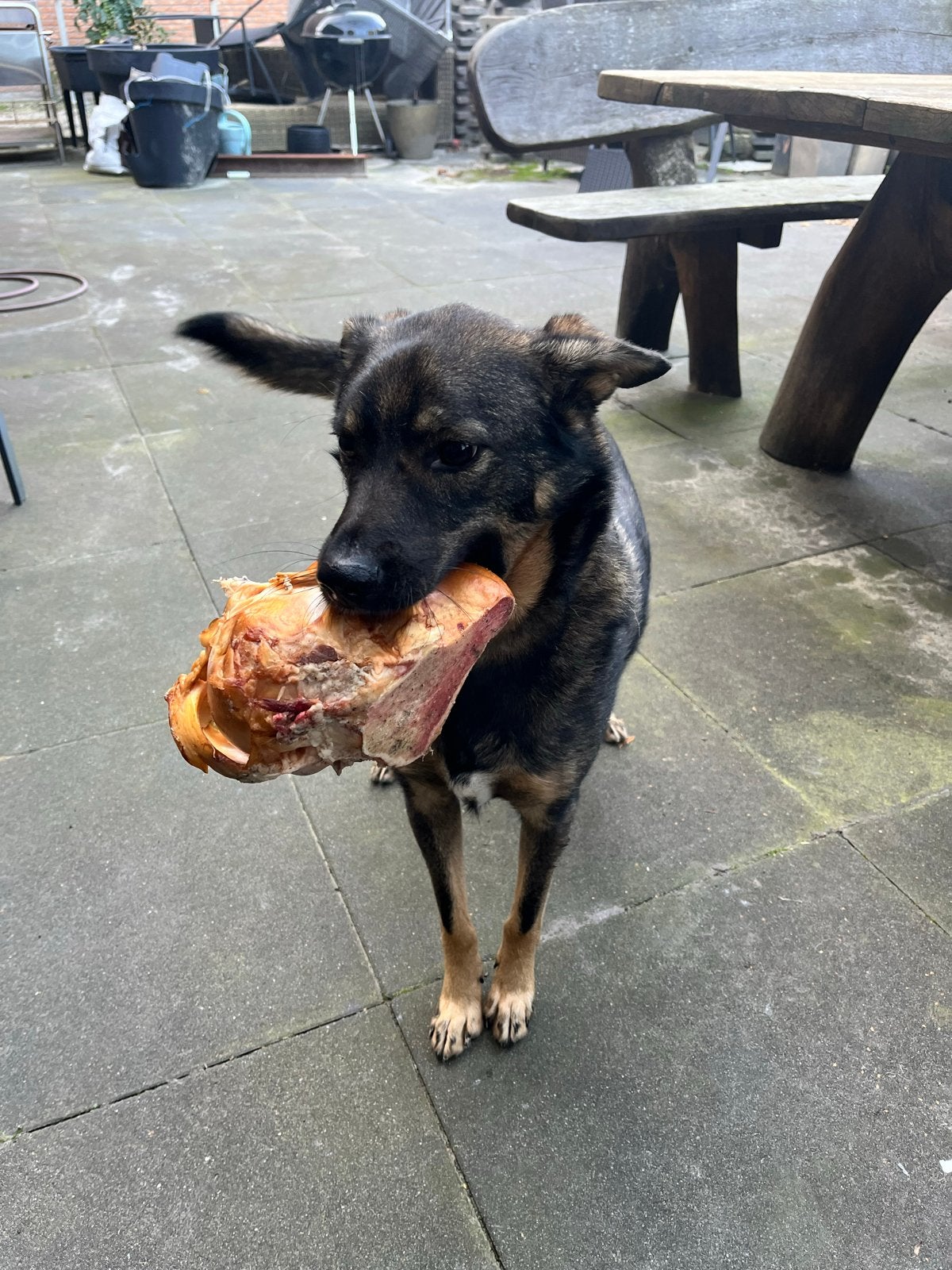 Lieve, actieve hond zoekt een nieuw thuis, Dieren en Toebehoren, Honden | Niet-rashonden, Reu, Parvo, Eén hond, Nederland