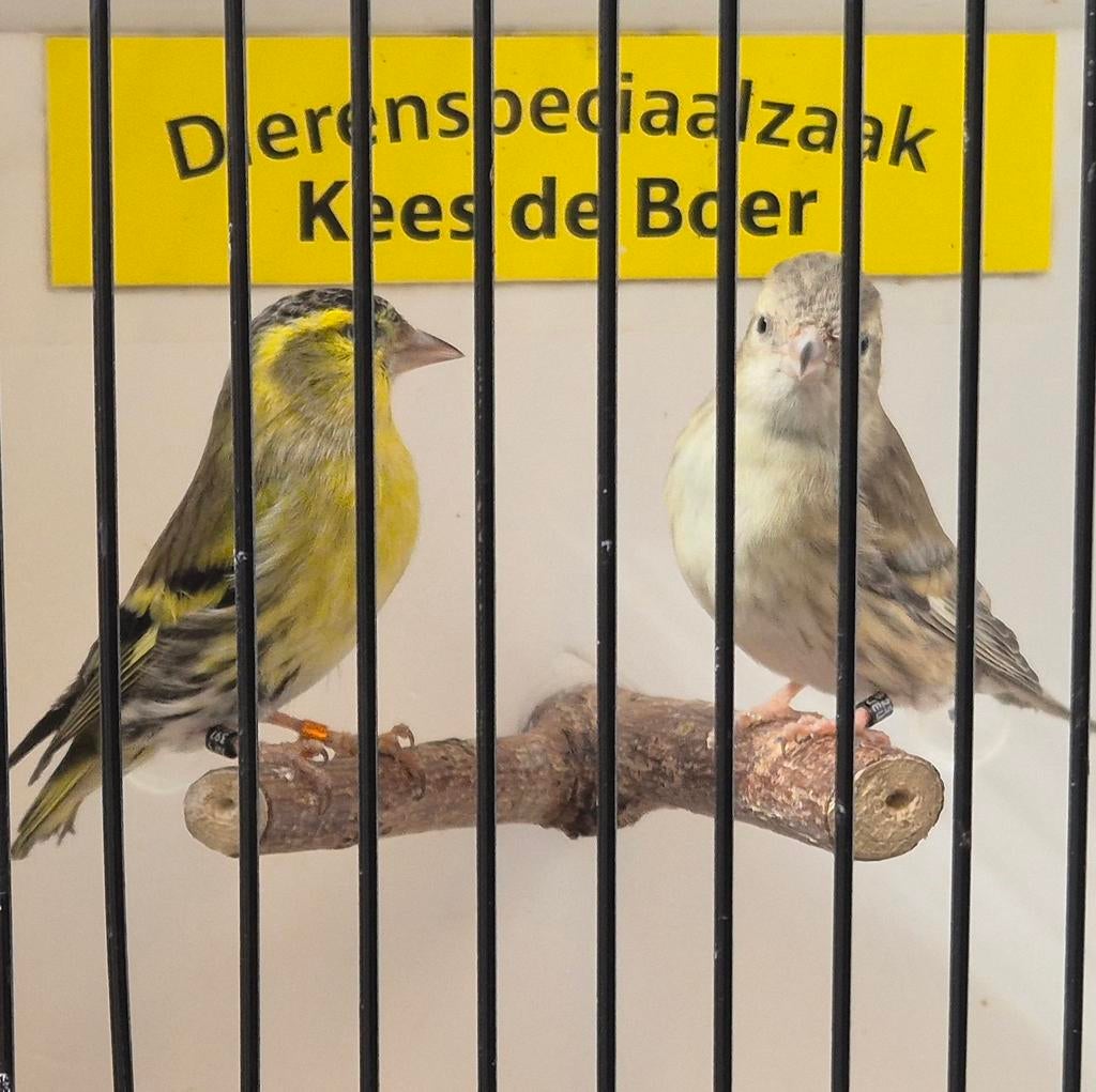 Koppel Europese sijzen