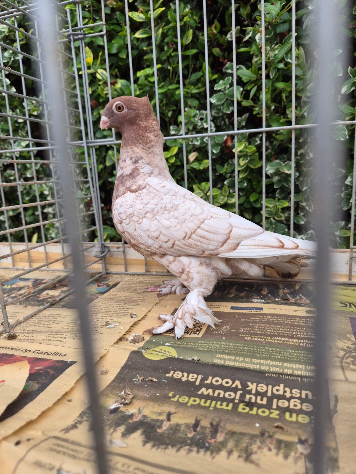 oud oosterse meeuwen, Dieren en Toebehoren, Vogels | Duiven, Geslacht onbekend, Overige soorten