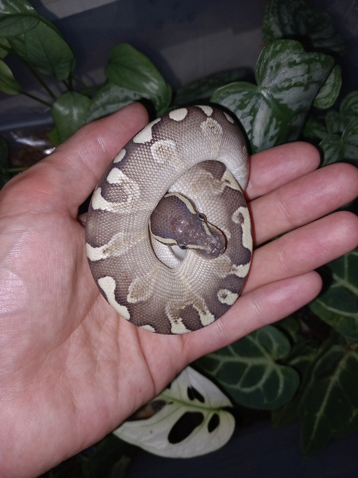 Python regius 1.0 GHI butter 66% het hypo nk26