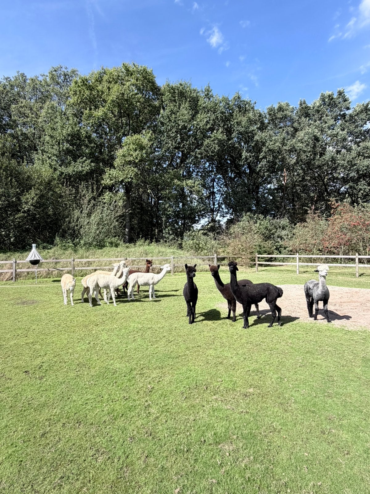 Prachtige alpaca’s te koop – hele kudde of gedeeltelijk, Dieren en Toebehoren, Meerdere dieren, Geit