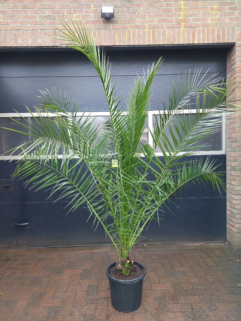 XL Phoenix Canariensis - Canarische Dadelpalm H: 215 cm., Bloeit niet, 100 tot 250 cm, Palmboom, Ophalen