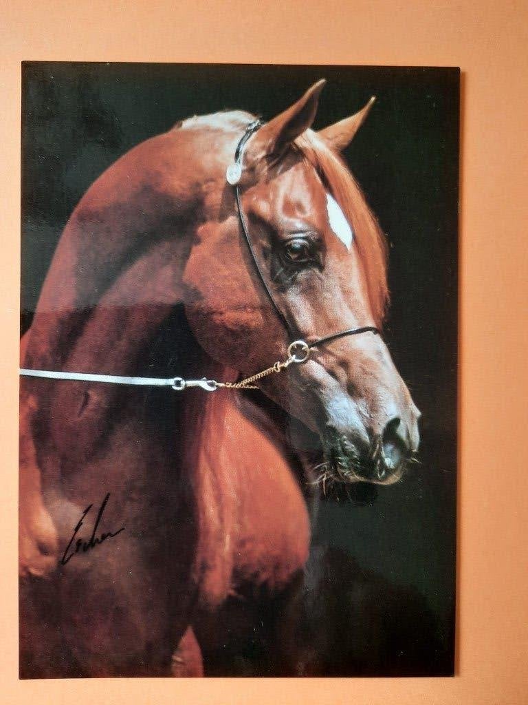 ansichtkaart paard veulen, Verzamelen, Ansichtkaarten | Dieren, Ophalen, 1980 tot heden, Ongelopen, Paard