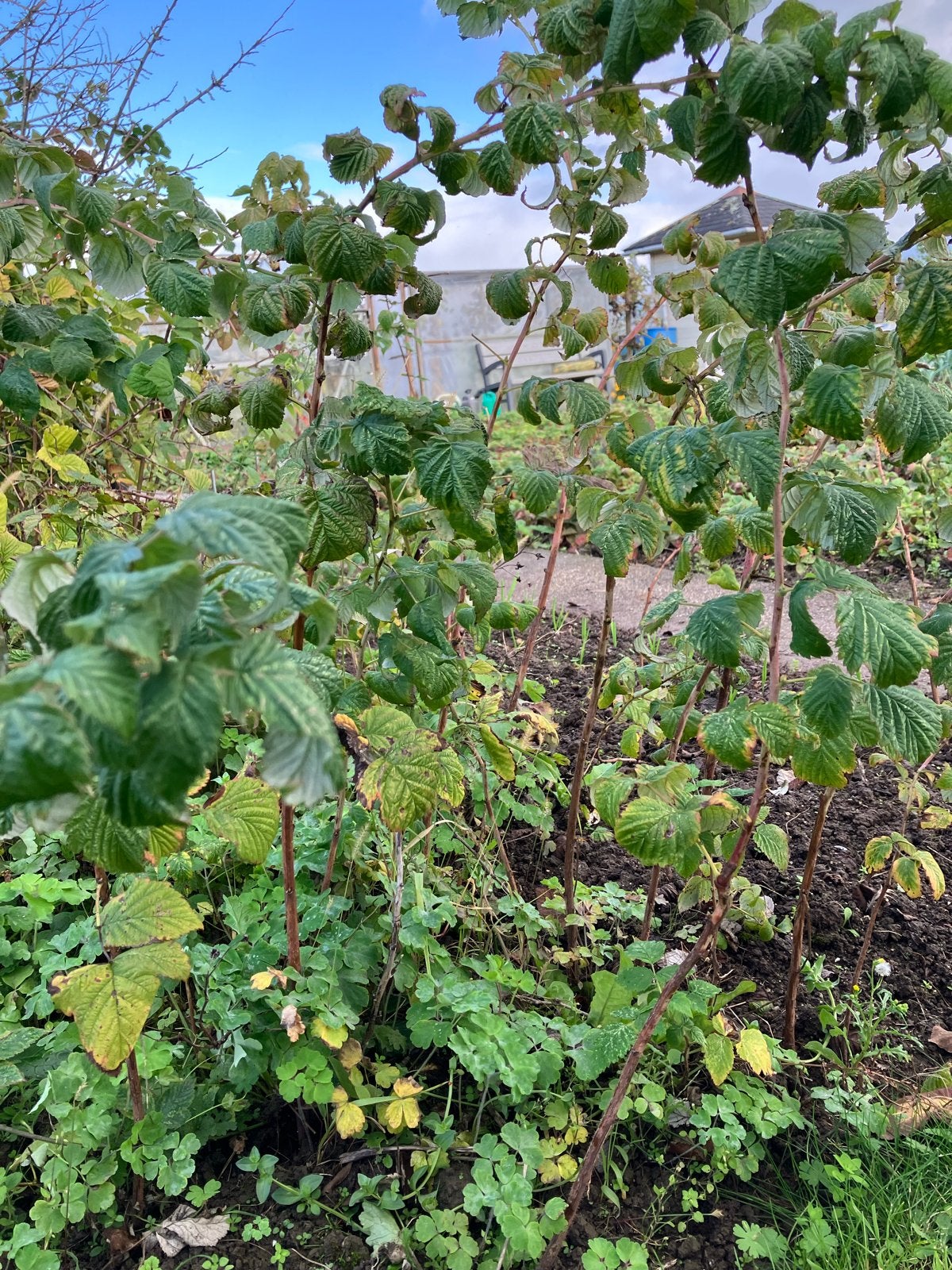 Frambozenplanten - Vaste planten voor heerlijke vruchten, Ophalen, Volle zon, Vaste plant, Zomer