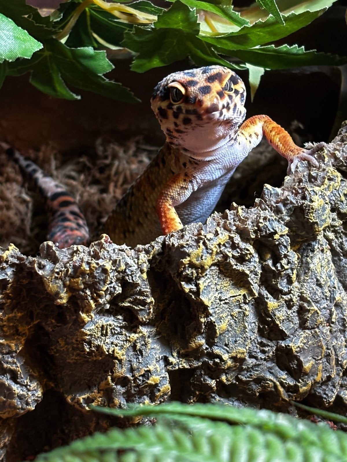 Luipaardgekko man , tangerine bold bandit jungle carrot tail, Hagedis, Tam, 0 tot 2 jaar