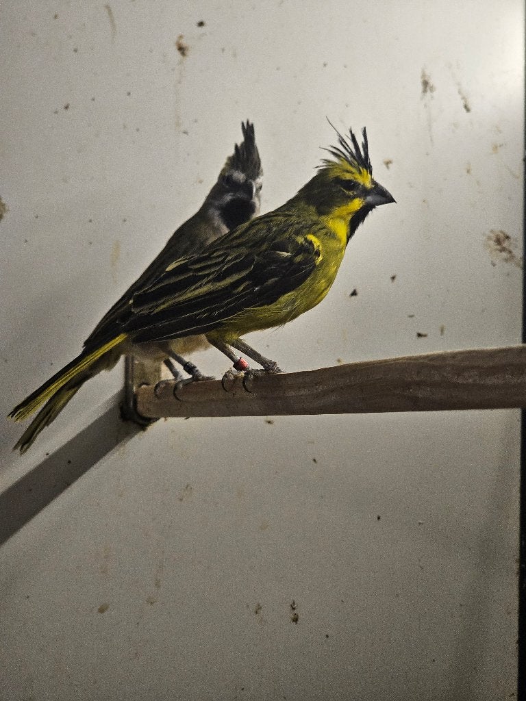 Groene Kardinaal | Koppel, Dieren en Toebehoren, Meerdere dieren, Tropenvogel, Geringd