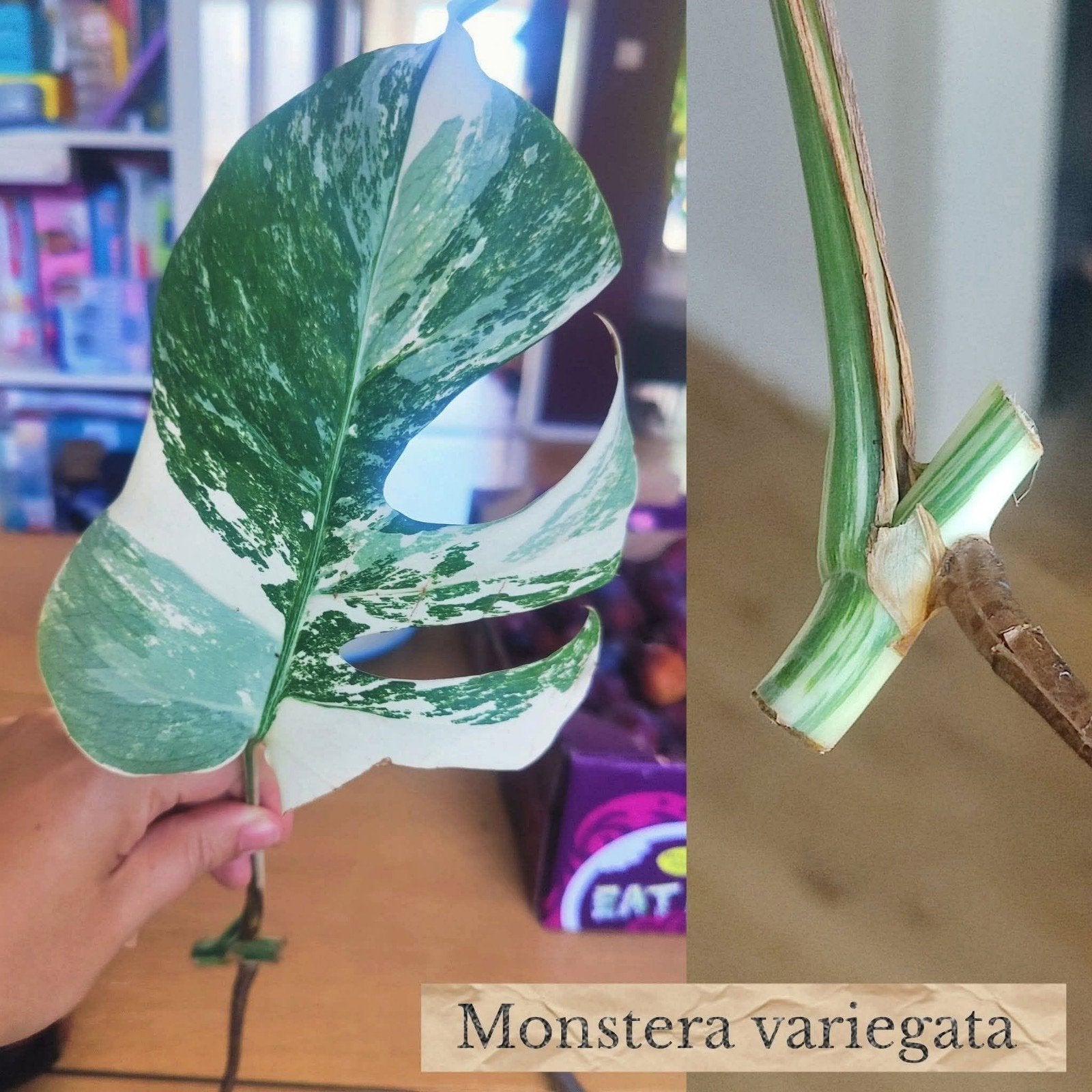 Monstera variegata stek, Huis en Inrichting, Kamerplanten, Ophalen, Halfschaduw, Minder dan 100 cm