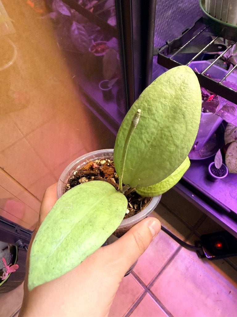 Hoya menak sopal, Verzenden, Halfschaduw, Minder dan 100 cm
