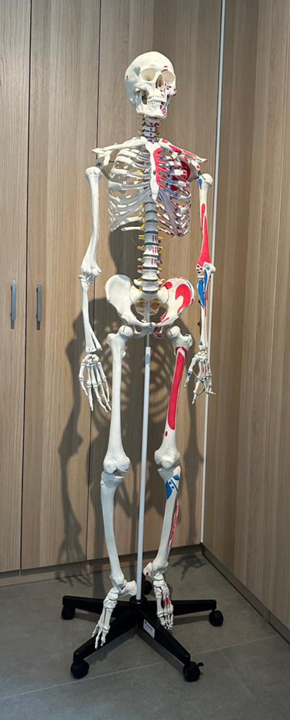 anatomisch skeletmodel, Diversen, Schoolbenodigdheden, Ophalen, Zo goed als nieuw