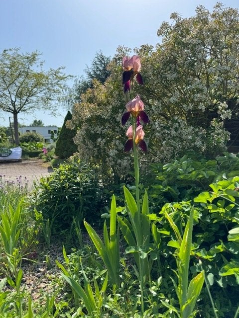 Iris germanica Wine and Roses, plant in pot, Tuin en Terras, Planten | Tuinplanten, Volle zon, Vaste plant, Zomer, Ophalen