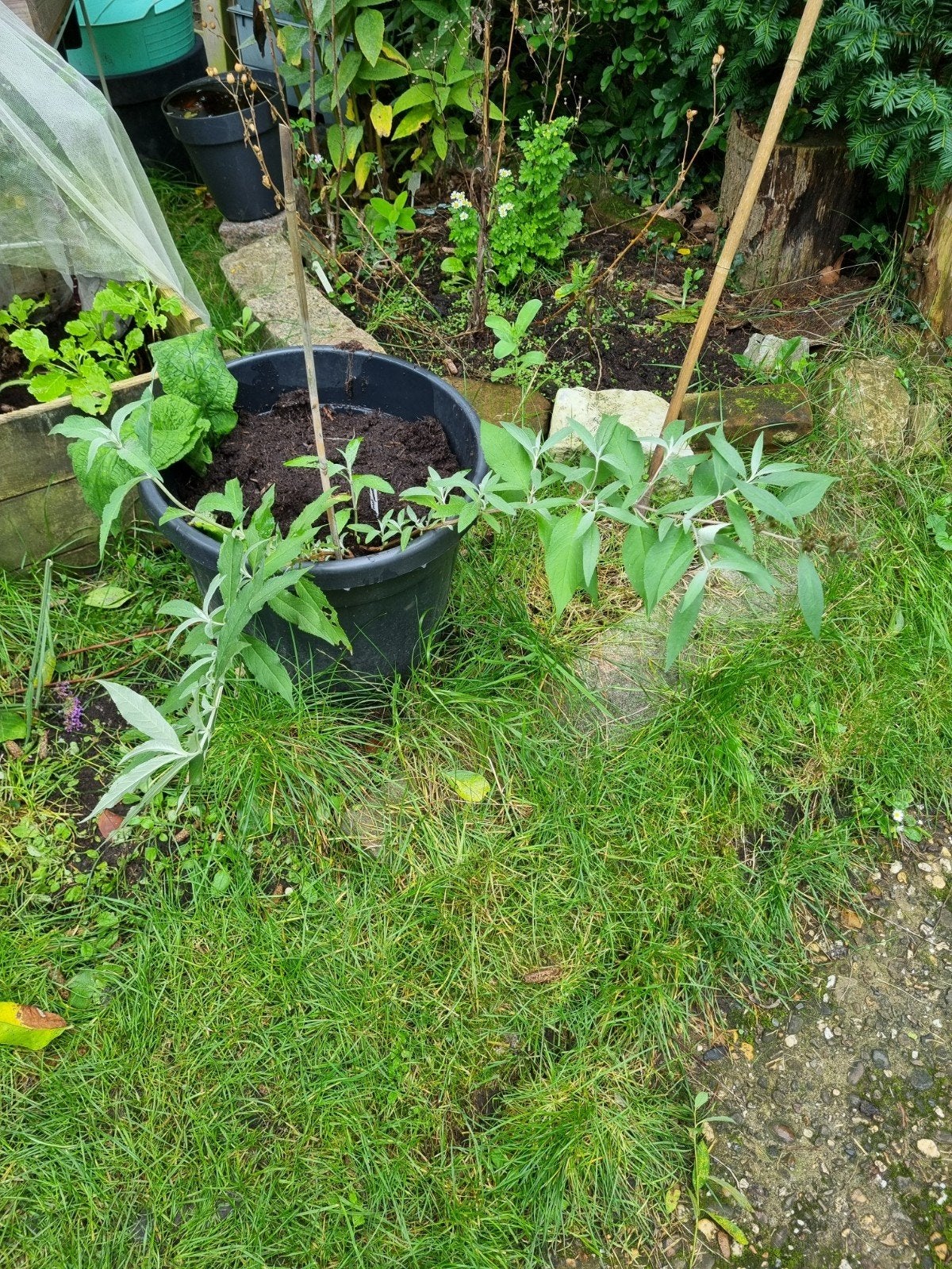 Lichtpaarse Buddleja vlinderstruik bio, Ophalen, Minder dan 100 cm, Overige soorten, Zomer