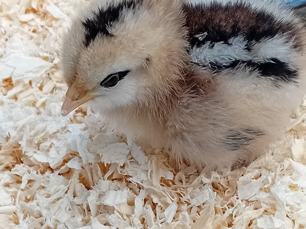 Kuikentje gratis af te halen, Dieren en Toebehoren, Overige Dieren, Juni, Geslacht onbekend