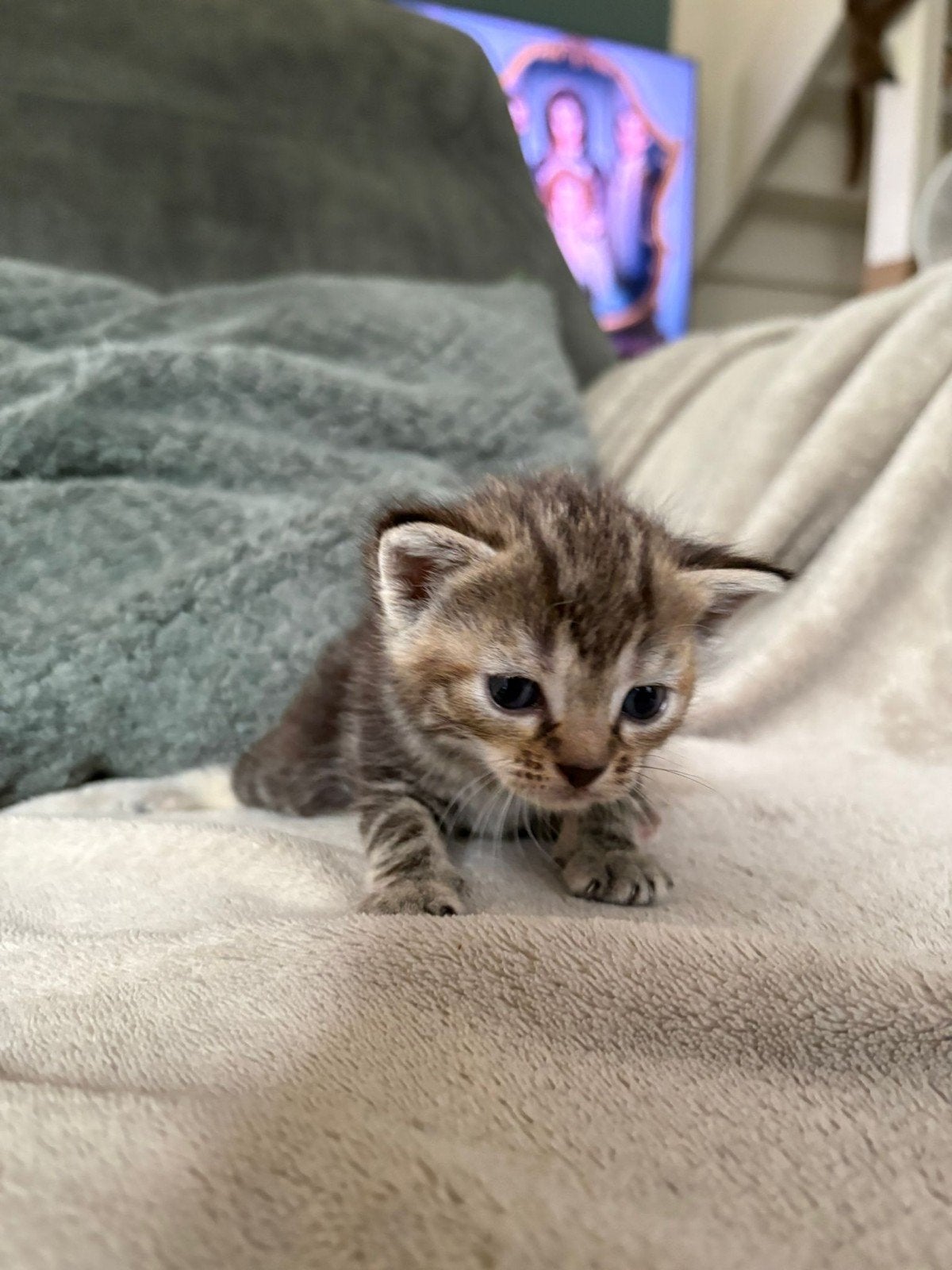 Kittens, Dieren en Toebehoren, Meerdere dieren, Ontwormd
