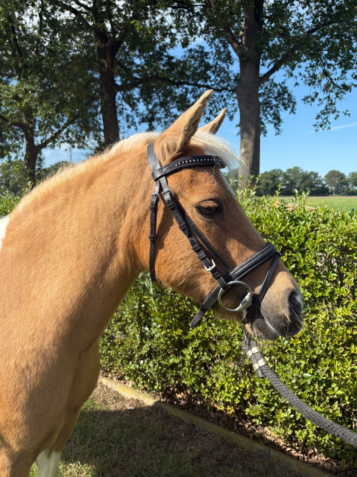 Bijzondere 10- jarige NRPS merrie, Minder dan 160 cm, Zadelmak, 11 jaar of ouder, Recreatiepaard