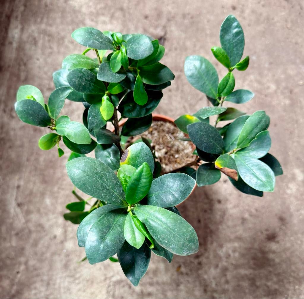 Ficus Ginseng, Huis en Inrichting, Kamerplanten, Ficus, Minder dan 100 cm, Groene kamerplant, Halfschaduw, In pot, Ophalen of Verzenden