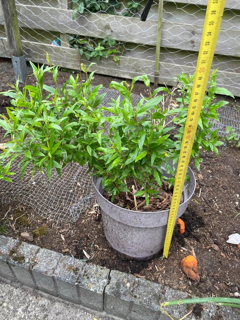 Te koop: Sterke granaatappelplanten, Tuin en Terras, Planten | Tuinplanten, Ophalen, Volle zon, Vaste plant, Zomer