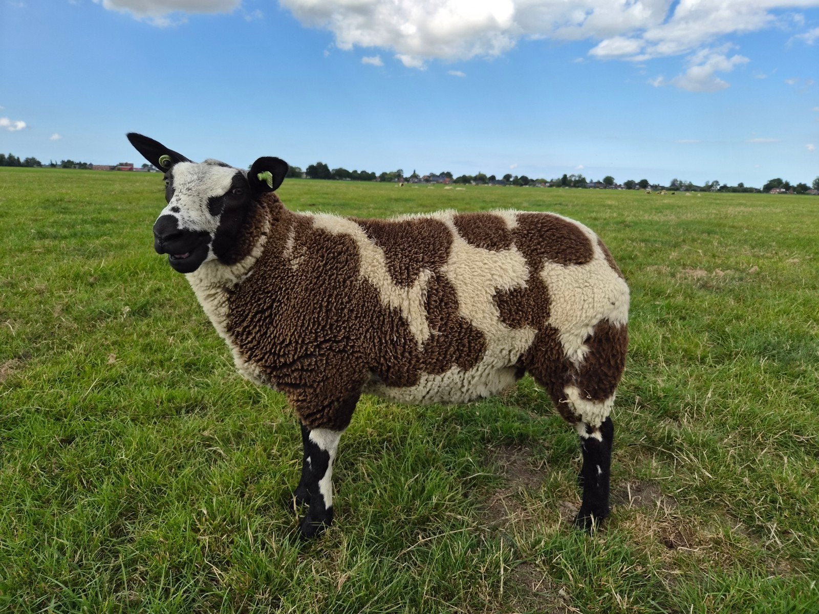 Mooie bonte ooilammeren, Vrouwelijk, Schaap, 0 tot 2 jaar