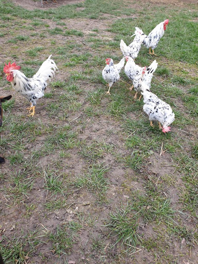 TE KOOP 5 BONTE LEGHORN HENNEN MET 1 HAAN, Dieren en Toebehoren, Meerdere dieren, Kip