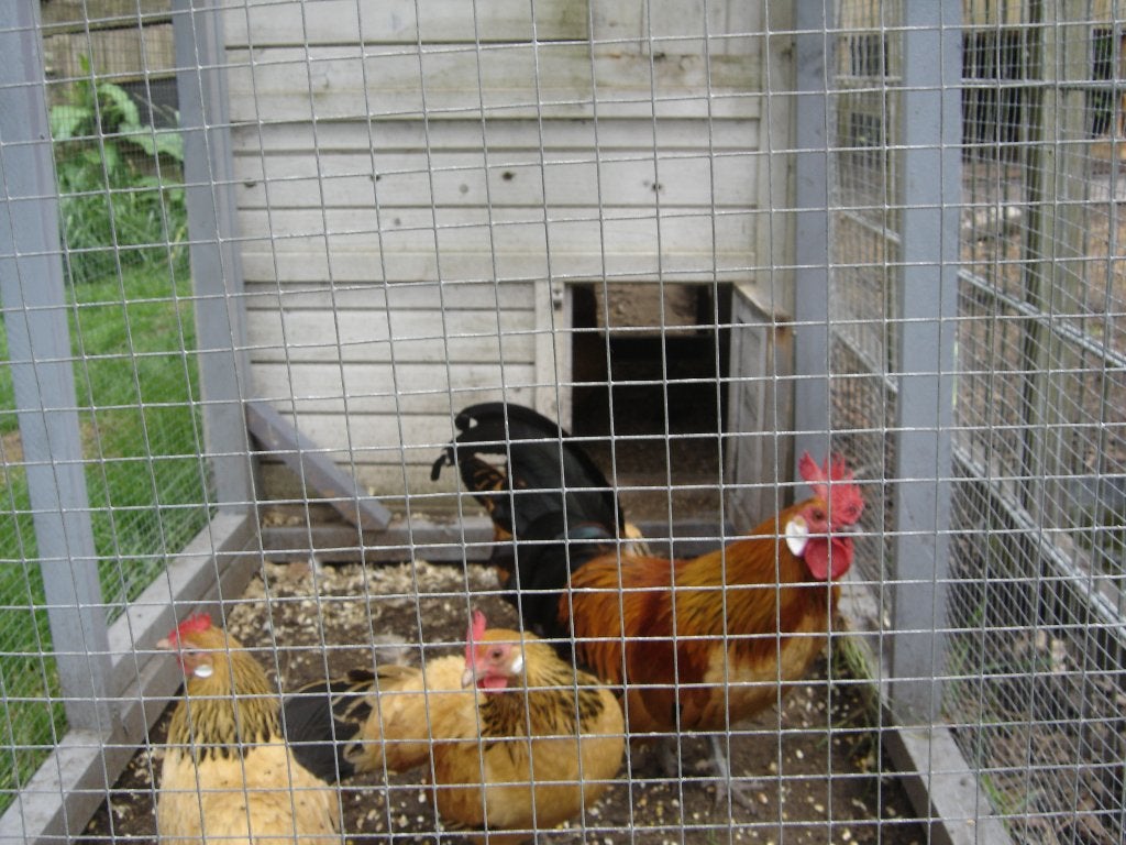 holl.kriel  buff  columbia, Meerdere dieren, Kip