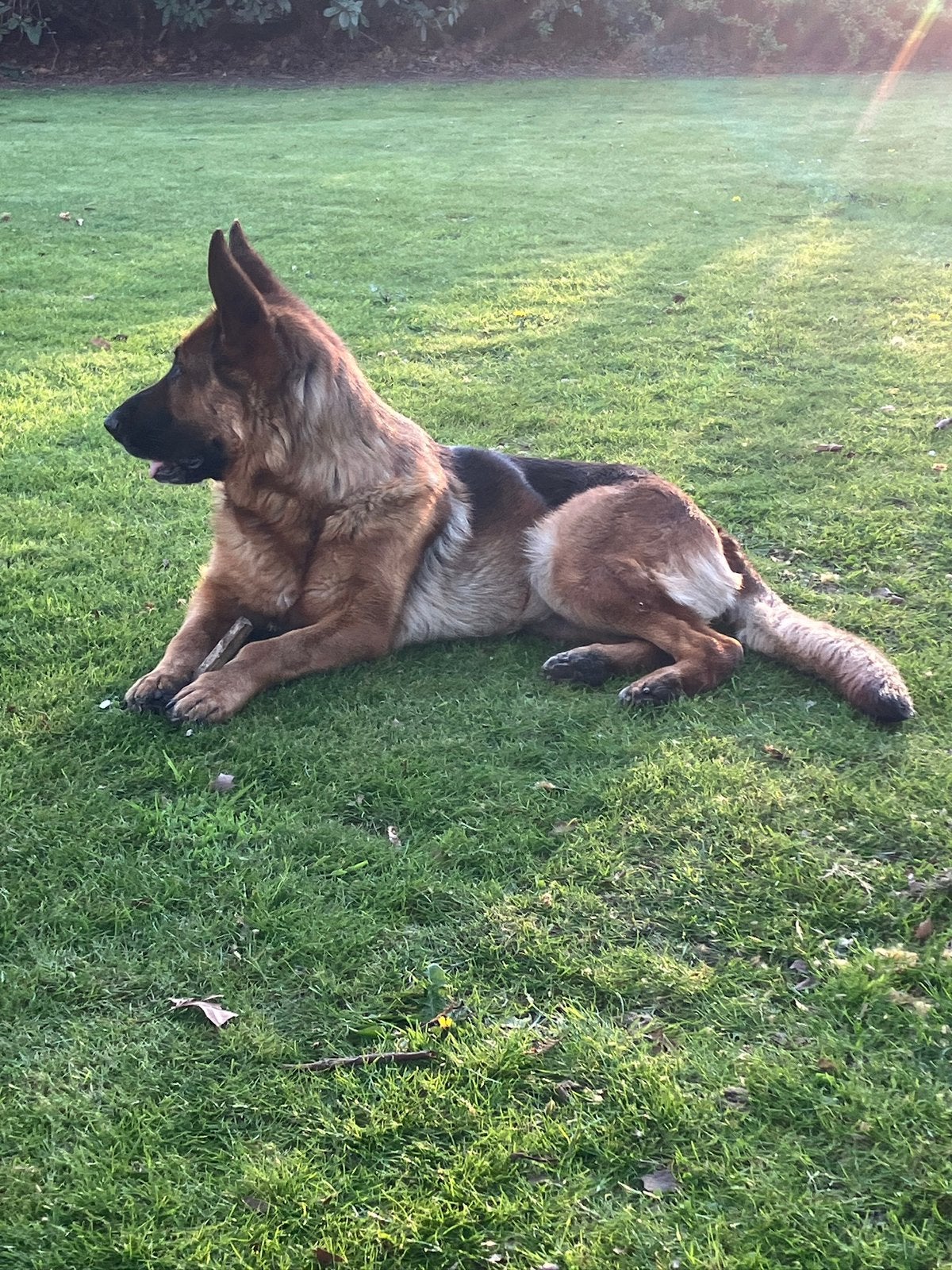 Duitse Herder teefje bijna 6 jaar oud, Teef, Eén hond, CDV (hondenziekte), 3 tot 5 jaar