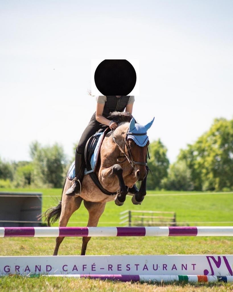 Gezocht D pony, Dieren en Toebehoren, Ophalen of Verzenden