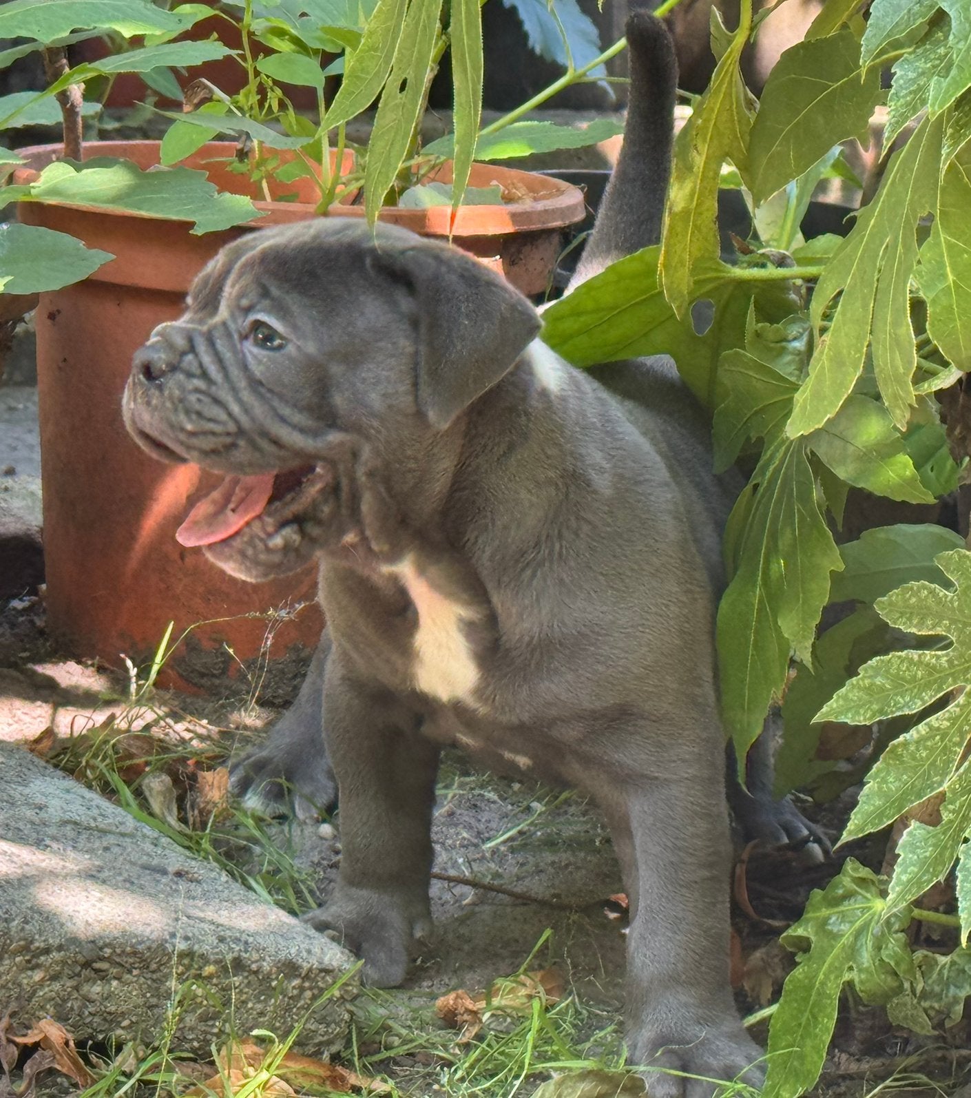 Bullforce Top kwaliteit Old english Bulldog puppies, Nederland, 8 tot 15 weken, Meerdere, Meerdere dieren