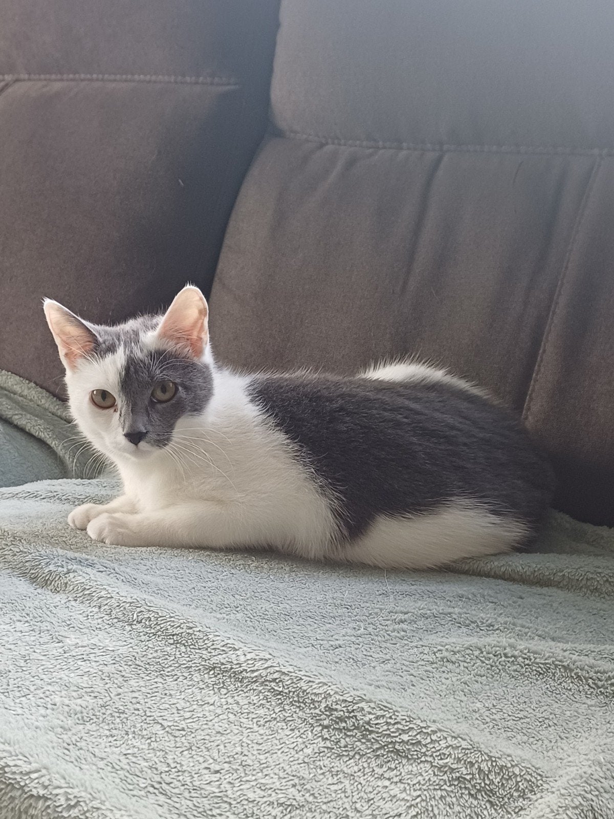 kitten, Dieren en Toebehoren, Poes, Kortharig, 0 tot 2 jaar