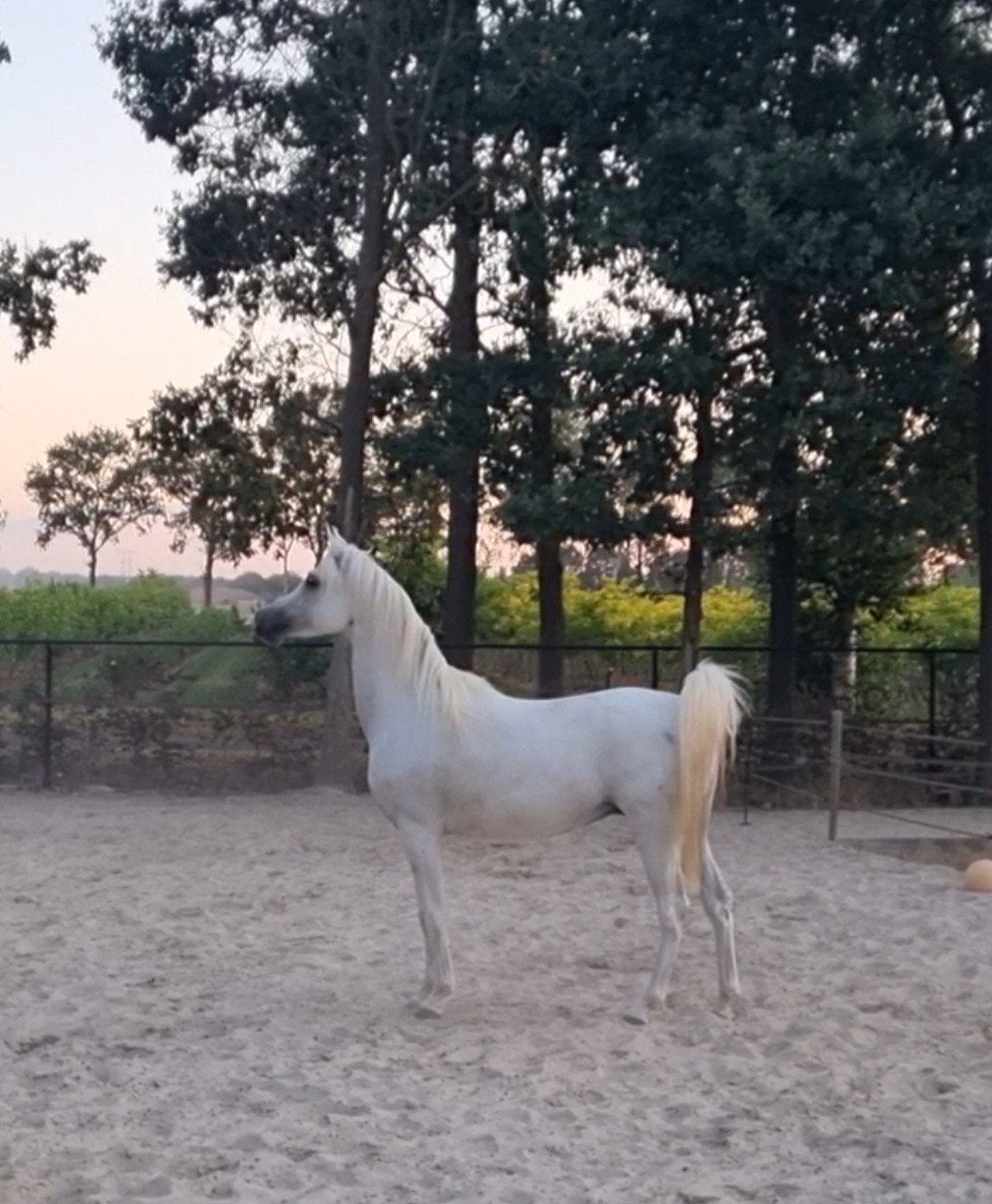 Mooie, vriendelijke 6 jarige D pony ruin, Dieren en Toebehoren, Pony's, Ruin, 3 tot 6 jaar, Recreatiepony, D pony (1.37m tot 1.48m)