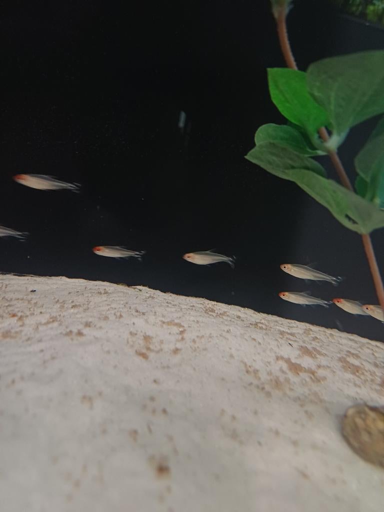 Roodkop zalm, Vis