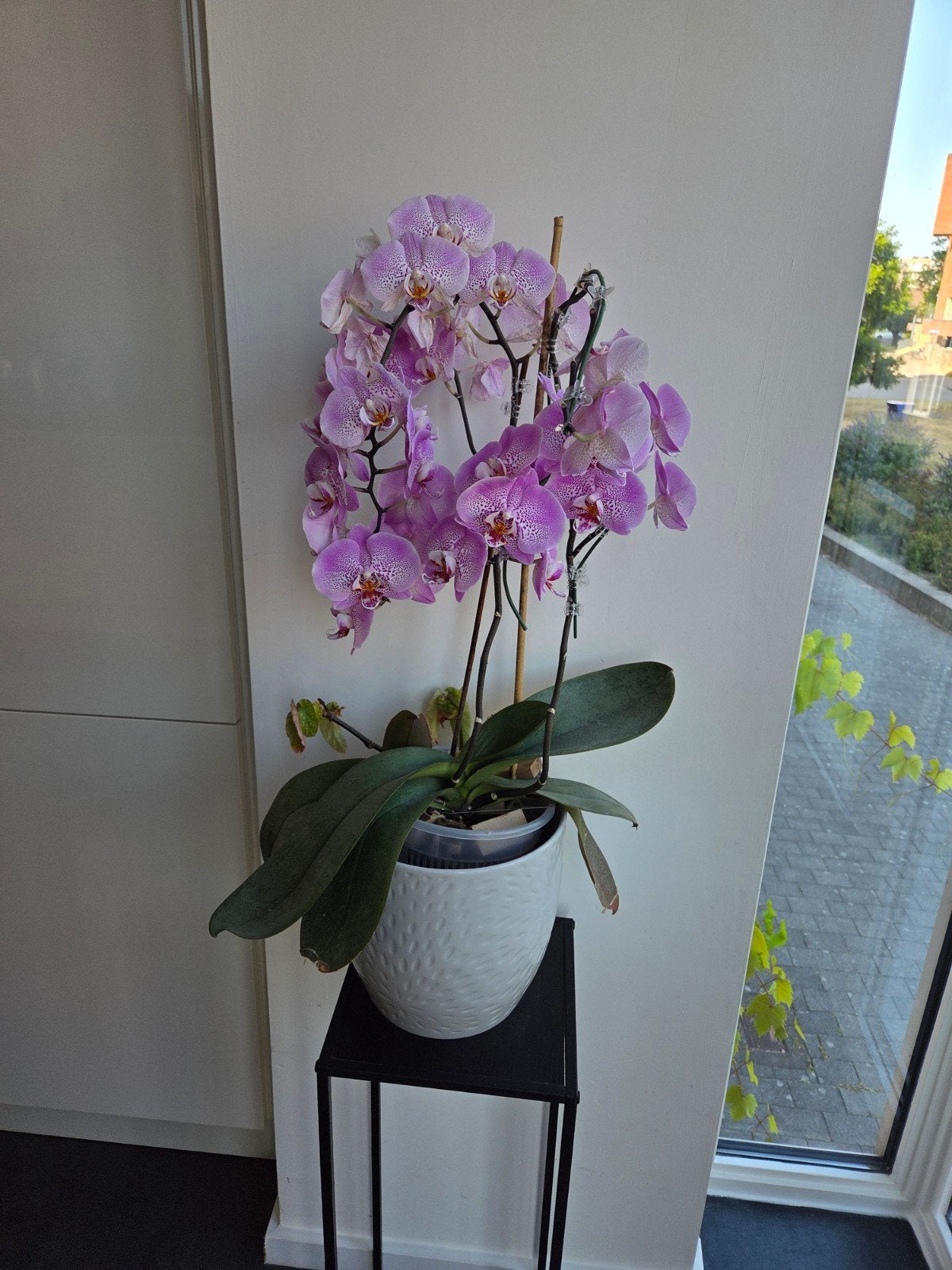 Twee Overwoekerde Orchidee, Ophalen, Overige soorten, Halfschaduw, In pot