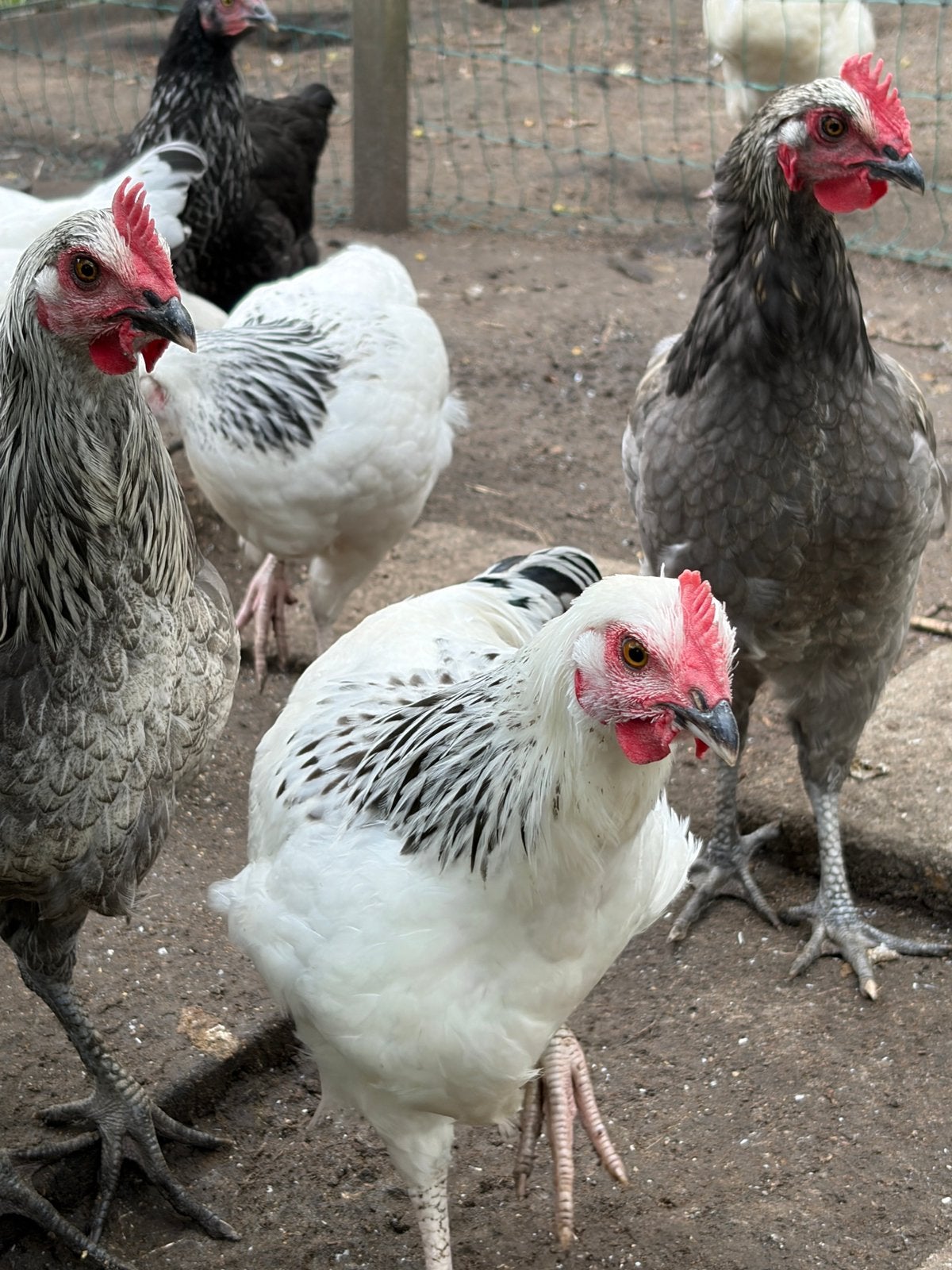 Te koop: leuke hanen, Dieren en Toebehoren, Mannelijk, Kip
